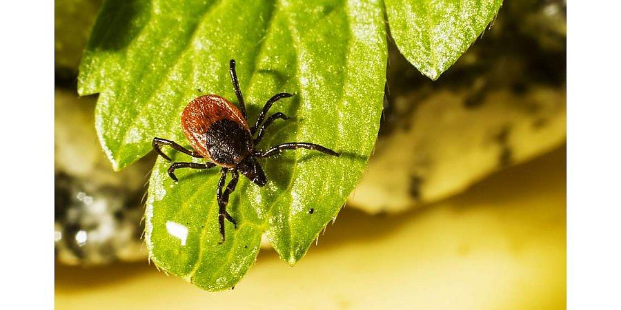 Жители области жалуются на укусы клещей