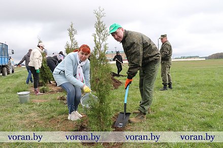 80 туй — в честь 80-летия освобождения Беларуси. Руководство Вороновского района на республиканском субботнике заложило Аллею Памяти