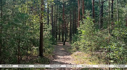 Ограничения на посещение лесов действуют в 86 районах Беларуси