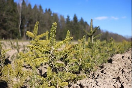 Вы шумите, шумите… 23 га молодых посадок должны появиться на Вороновщине в ходе нынешней «Недели леса-2020»