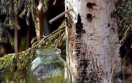 На Вороновщине березовик уже созрел