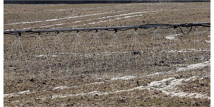 В Гродненской области озимые культуры на большинстве полей обладают нормальной жизнеспособностью