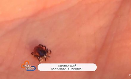 Осторожно, клещи! О каких правилах безопасности нужно помнить, отправляясь в лес