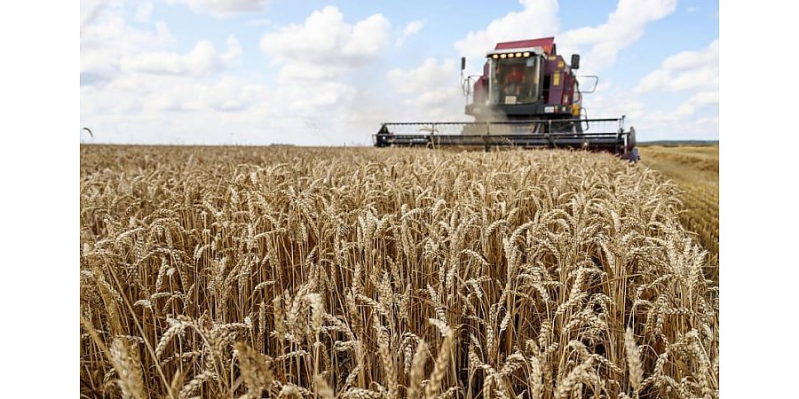 В Беларуси намолочено более 1,5 миллиона тонн зерна