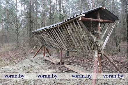 В охотничьи угодья на Вороновщине заселили 60 благородных оленей (фотоотчет, дополнено)