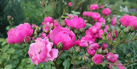 Кратковременные дожди, порывистый ветер и до +31°С. Какой будет погода на текущей неделе