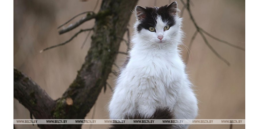 Когда в Беларуси появится закон об ответственном обращении с животными