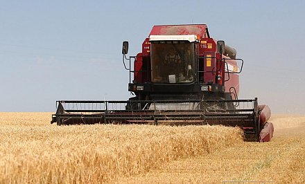 Белорусские аграрии намолотили более 1,5 миллиона тонн зерна