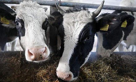 В стране увеличилось число районов с продуктивностью более 7 тысяч килограммов молока