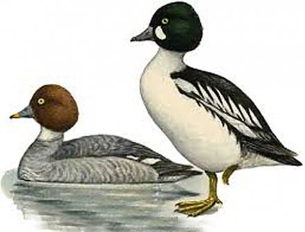 Что за птица этот гоголь?