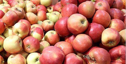 Беларусь с 1 сентября на шесть месяцев вводит лицензирование вывоза яблок