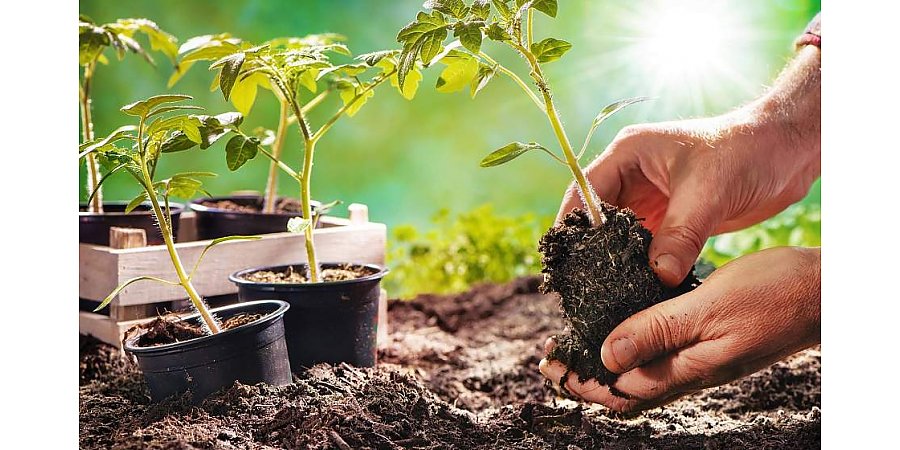 Как правильно высадить рассаду в апреле