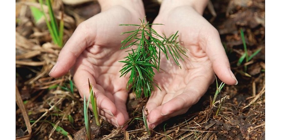 Профсоюзы принимают активное участие в восстановлении лесного фонда