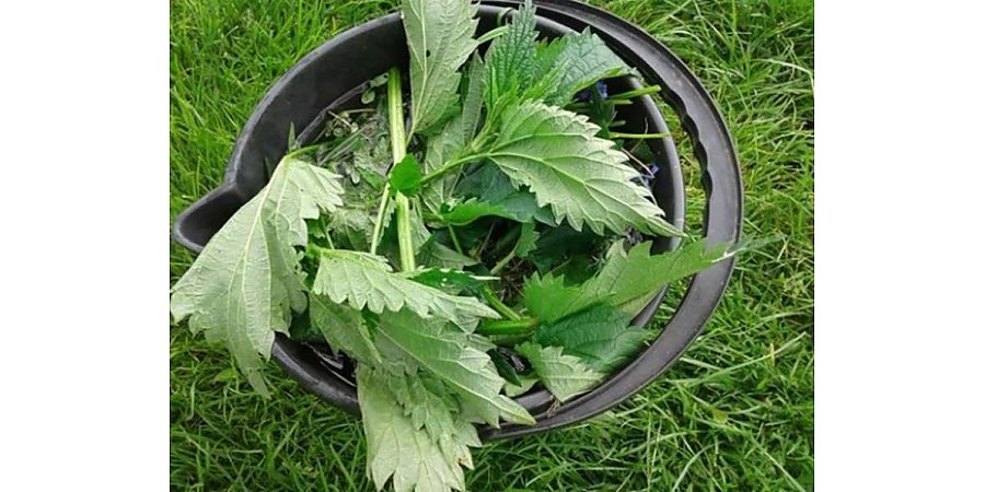 Крапива в огороде: как использовать жгучее растение для удобрения и защиты культур