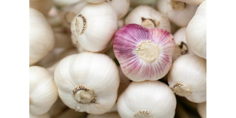 Сохраняем чеснок свежим до весны