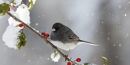 Морозы начнут отступать, но есть нюанс. Погода на 3-5 февраля