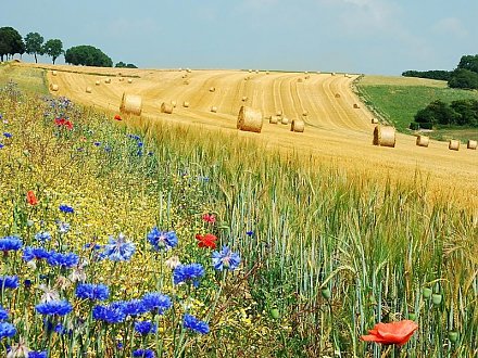 Оранжевый уровень опасности объявлен в Беларуси 9 августа из-за жары