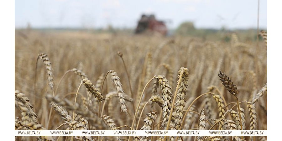 Зерновые и зернобобовые культуры с кукурузой в Беларуси убраны с 94% площадей