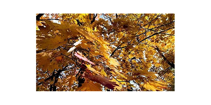 Народный календарь на 15 октября: что можно и нельзя делать в этот день