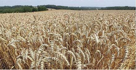 В Беларуси к концу года введут в оборот новое средство для известкования почв