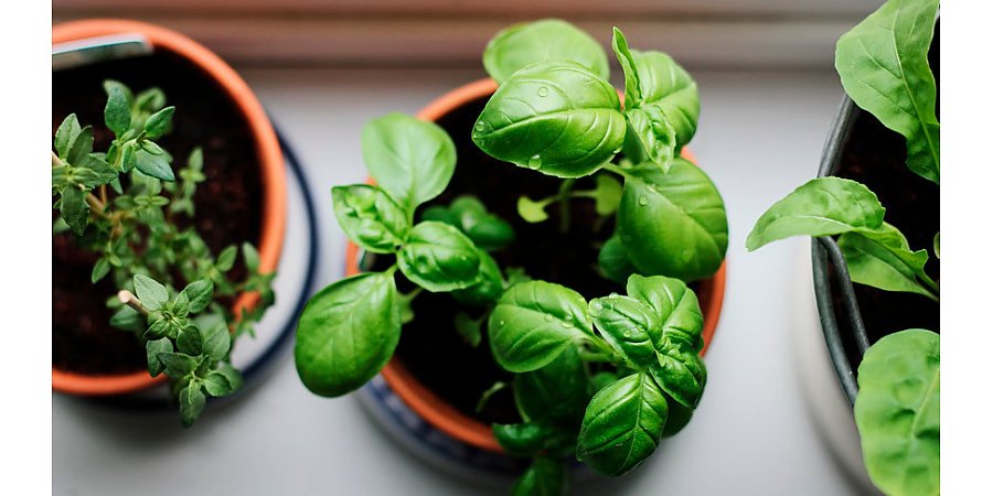 Можно ли привезти для себя из-за границы растения в горшках, рассказали в ГТК