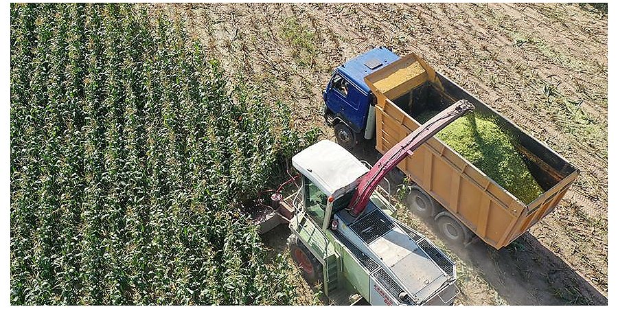 Хозяйства Гродненщины приступили к уборке кукурузы на силос