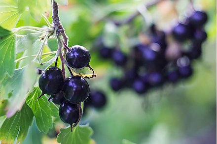 Чем примечателен гибрид смородины и крыжовника, легко ли его вырастить и стоит ли