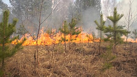 В МЧС рассказали об алгоритме действий при обнаружении лесного пожара