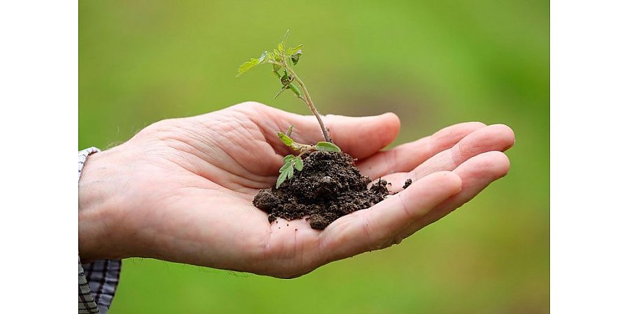 Лунный посевной календарь на апрель: лучшие дни для дачных дел