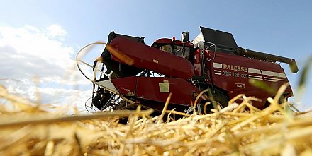 Зерновые и зернобобовые в Беларуси убраны на 87% площади