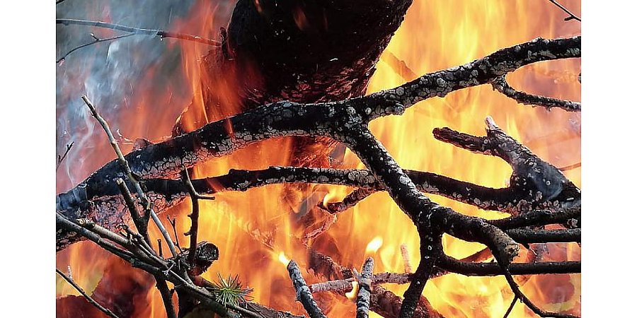 В природных экосистемах Беларуси с начала года произошло 563 пожара