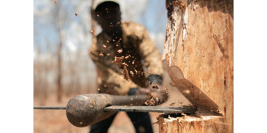 Нарубил так нарубил! Житель Вороновского района вырубил 115 "живых" деревьев