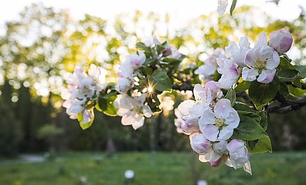 Чем обработать сад во время цветения: советы эксперта