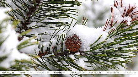 Слабую метель и до -6°С прогнозируют в Беларуси 3 января