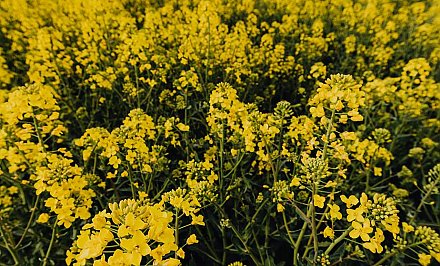 Замена импортной сои: новые сорта рапса возделывают в Беларуси