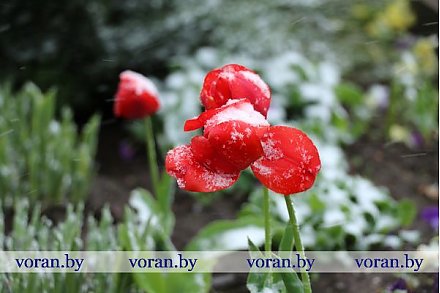 Прогнозы синоптиков оправдались: в Вороново выпал снег (Фото)