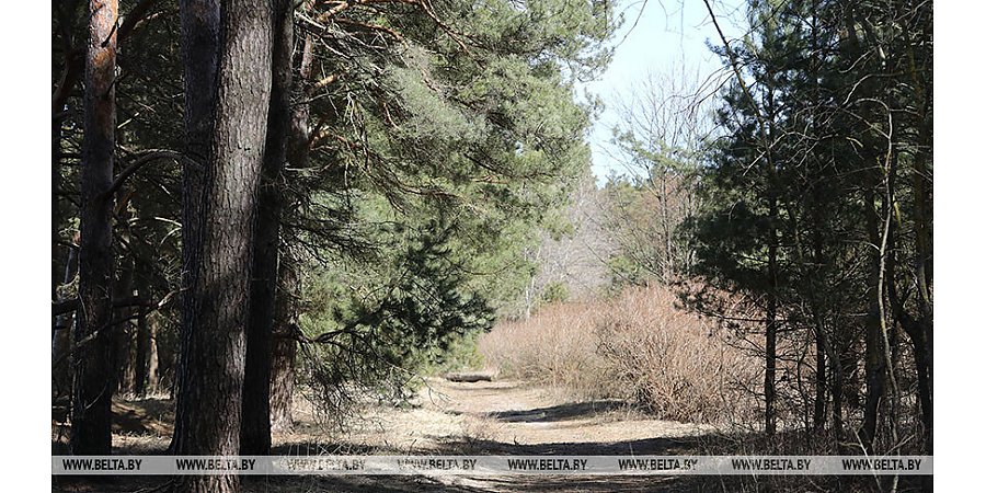 Акция "Неделя леса" стартовала в Беларуси