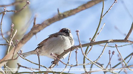 Акция "Птушкі ля кармушкі" пройдет 18-19 января в Беларуси