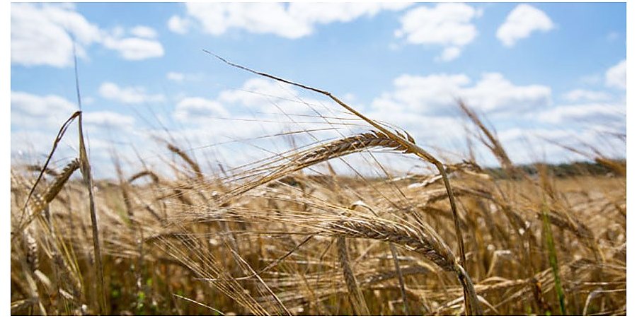 Экспорт сельхозпродукции, образование и туризм - Юрий Сенько о сотрудничестве с Китаем