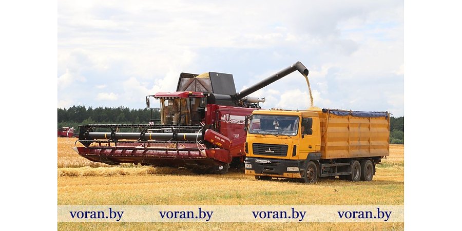 Зерновой клин Вороновщины. Яровой ячмень убран на 35% площадей 