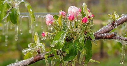 Как защитить сад от заморозков