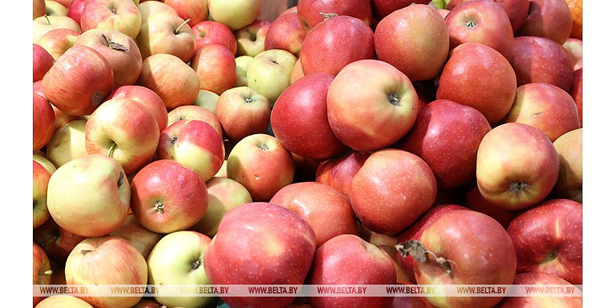 Минсельхозпрод установил предельные максимальные цены на овощи и яблоки для госнужд