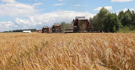 В Беларуси в этом году планируют собрать около 10 млн т зерна