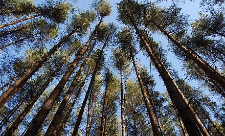 В Гродненской области снят запрет на посещение лесов