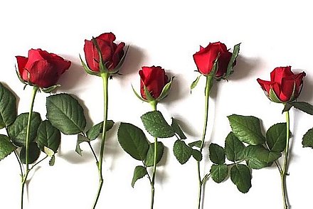 Как укоренить подаренную розу: пошаговое руководство для успешного черенкования