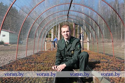 Вороновщина активно включилась в республиканскую акцию «Неделя леса-2017». На помощь специалистам «зеленой» отрасли пришли трудовые и школьные коллективы района