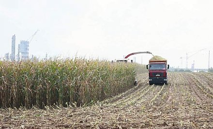 Валовый сбор зерна кукурузы на Гродненщине почти в 2,3 раза превысил прошлогодний уровень