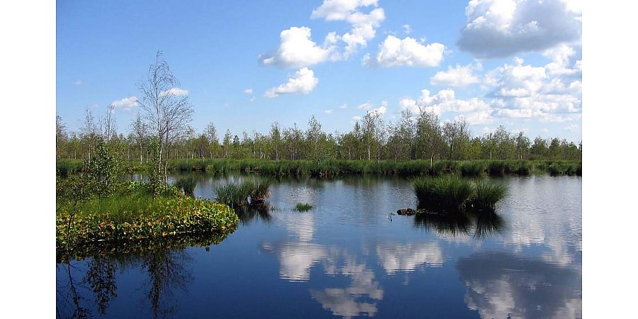 Reference swamp, gray crane and cranberry placers