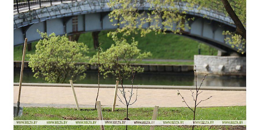 Единый день озеленения проходит в Беларуси