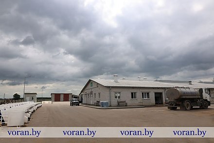 МАСТЕРА большого молока работают на МТФ «Мисевичи»